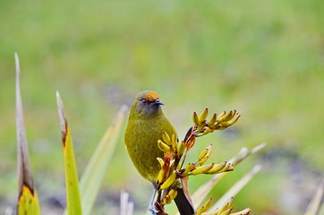 Bellbird in the wild on the South Island in New Zealand.