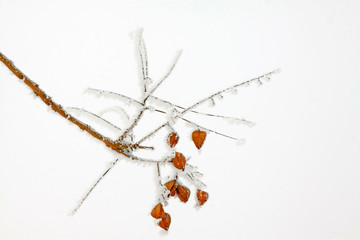 Goldenrain tree dried flowers in the snow