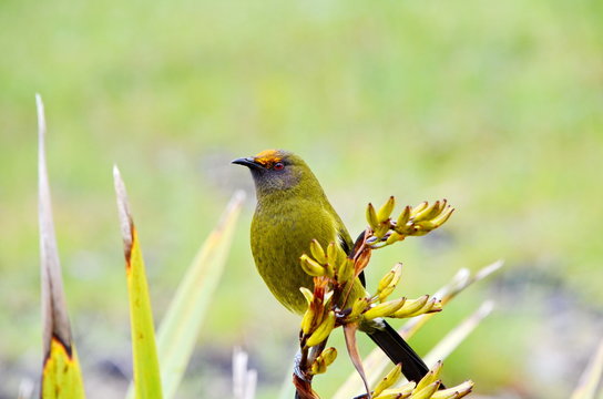 Bellbird in the wild on the South Island in New Zealand.