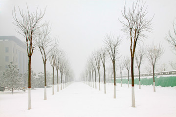 trees in the frost and snow