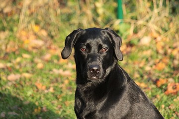 beautiful black labrador head portrait in the autumn garden