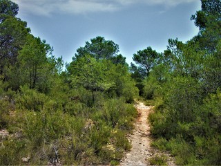 Fototapeta na wymiar spanish forests