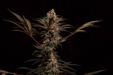 Marijhuana an der Hanfpflanze