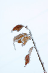 Brown plant leaves in the frost and snow