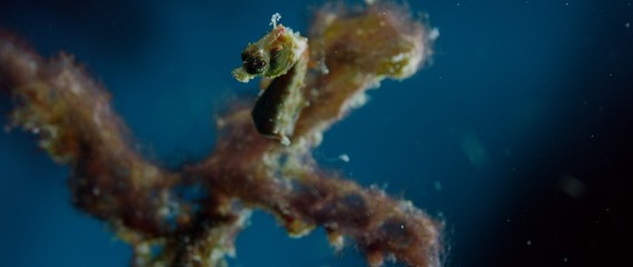 Coleman's pygmy seahorse hides in a gorgony, Raja Ampat, Indonesia