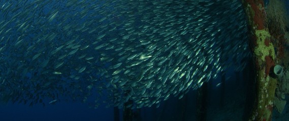 Fototapeta na wymiar Large shoal of fish, Blacktip sardinella (Sardinella melanura) ripples and sways under a jetty, Raja Ampat, Indonesia