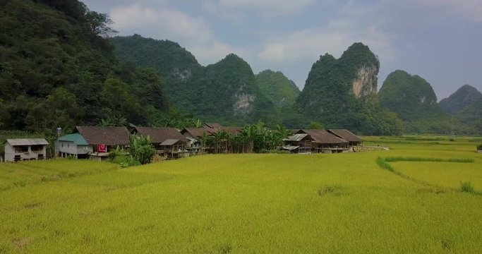 Aerial view of Vietnam landscape. Yellow rice field in village, countryside in Vietnam. Royalty high-quality free stock video footage of yellow rice fields prepare harvest in valley and mountains