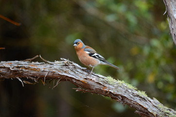 Common Chaffinch - male