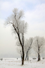 Rime scenery in a park