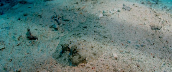 Panther flounder, Bothus pantherinus, hides on the sandy seabed, Raja Ampat, Indonesia