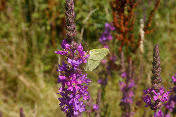Schmettlinge Deutschlands - Zitronenfalter
