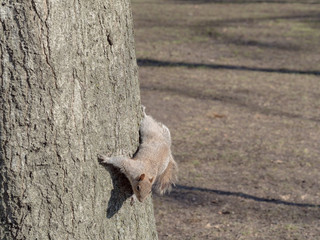 A Squirrel at New York City ニューヨークにいたリス