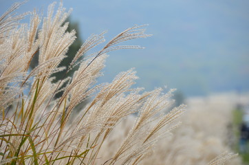 Fototapeta premium Miscanthus sinensis 