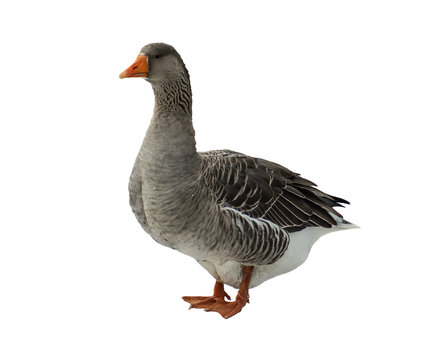 Domestic goose. Anser domesticus