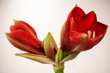 Blüte einer roten Amaryllis