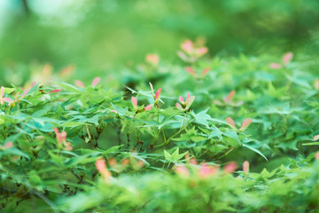 楓　種子　複数　若葉