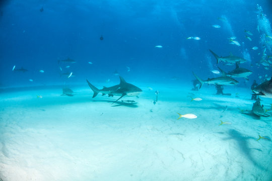 Bull shark at the Bahamas