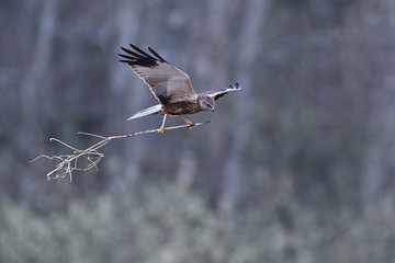 Western marsh harrier (Circus aeruginosus)