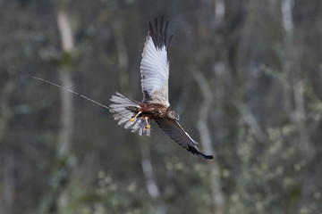 Western marsh harrier (Circus aeruginosus)