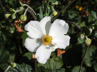 beautiful flowers in nature in the botanical garden