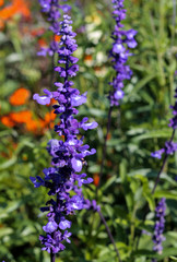 beautiful flowers in nature in the botanical garden
