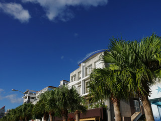 palm trees and blue sky