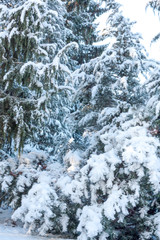 Winter background of snow and frost with free space for your decoration.