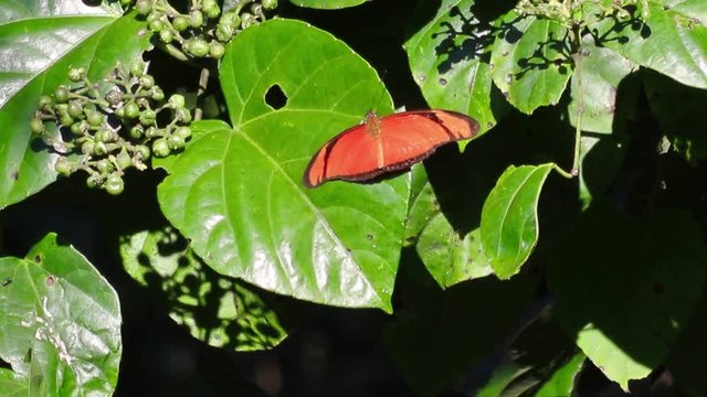 Borboleta laranja e folhas verdes
