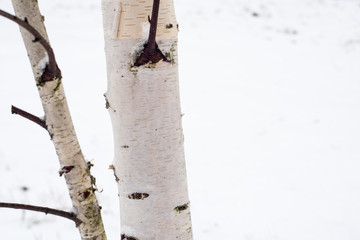 Naklejka premium White birch on a background of white snow
