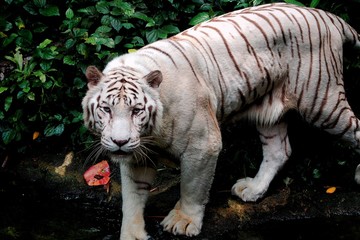 Fototapeta na wymiar Portrait of White Tiger