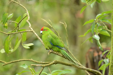 Red-crowned Parakeet, New Zealand
