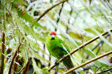 Red-crowned Parakeet, New Zealand