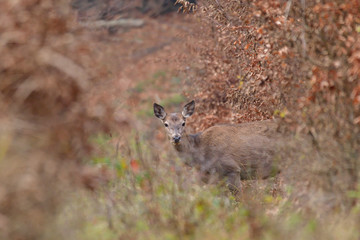 Doe deer camouflaged walking in autumn forest