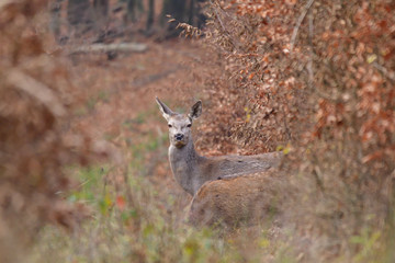 Doe deer camouflaged walking in autumn forest