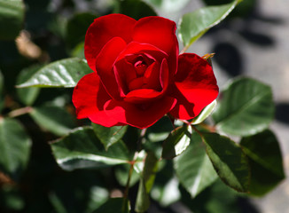 beautiful flowers in nature in the botanical garden