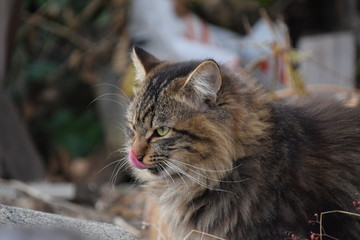 野良猫