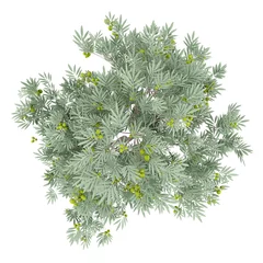 Foto auf Acrylglas Olivenbaum Olivenbaum mit Oliven auf weißem Hintergrund. Ansicht von oben