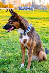 Young energetic half-breed  dog with handmade collar walks in the meadow. Correct behavior, obedient pet performs owner commands.