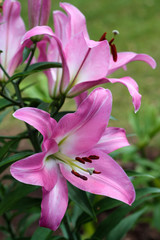 beautiful flowers in nature in the botanical garden