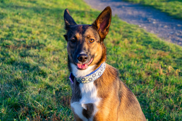 Young energetic half-breed  dog with handmade collar walks in the meadow. Correct behavior, obedient pet performs owner commands.