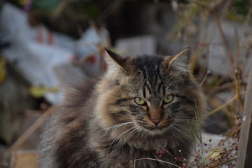 野良猫