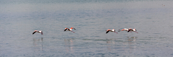 flamingos in salt lake