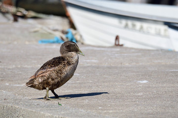 Eiderente im Herbst an der Ostsee