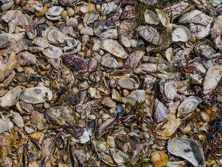 shells on the beach