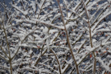 snow on branches