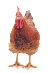 Fototapeta premium One red cock.