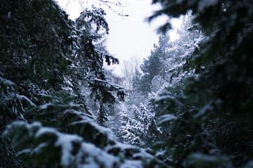schneebedeckte Tannen
