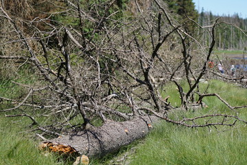 toter Baum