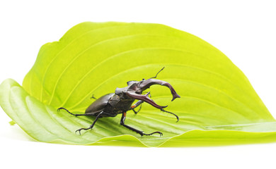 Stag-beetle on a leaf.