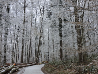Winter fog in a forest with tall trees in Germany. Dew frosted on the wood during a cold weekend.